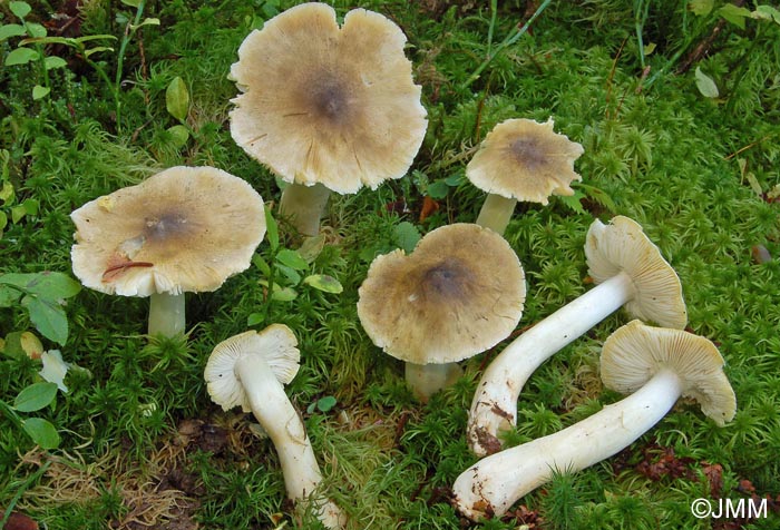 Tricholoma guldeniae