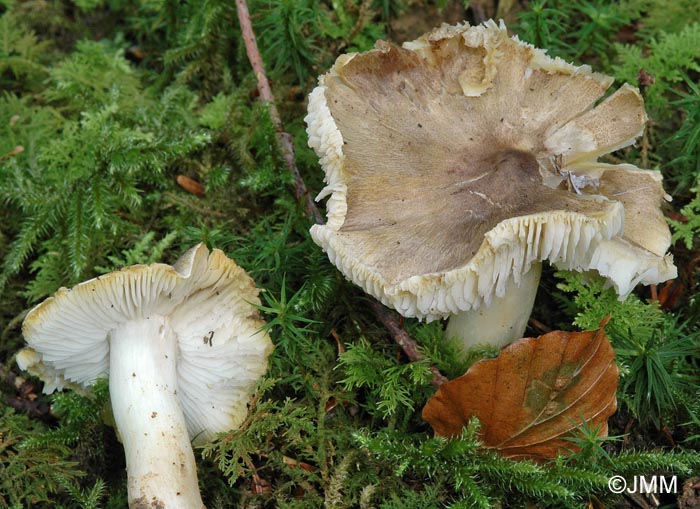 Tricholoma guldeniae