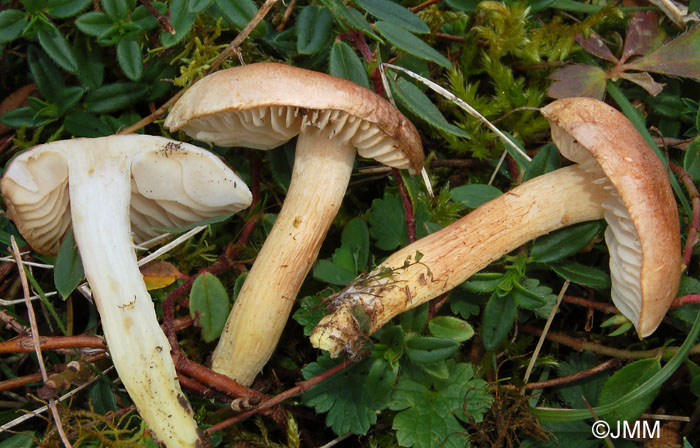 Tricholoma hemisulphureum