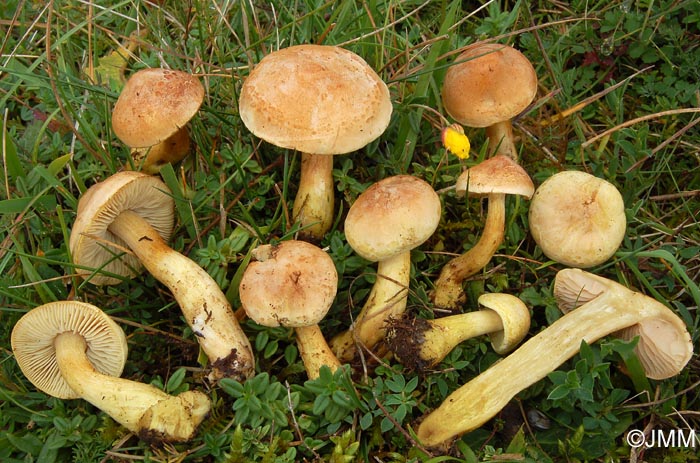 Tricholoma hemisulphureum