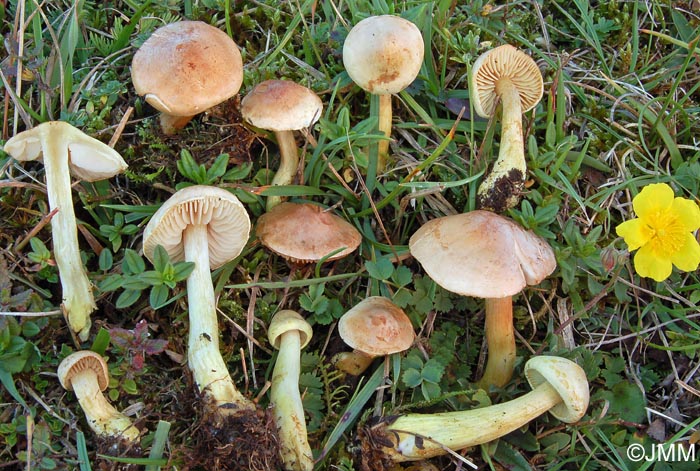 Tricholoma hemisulphureum