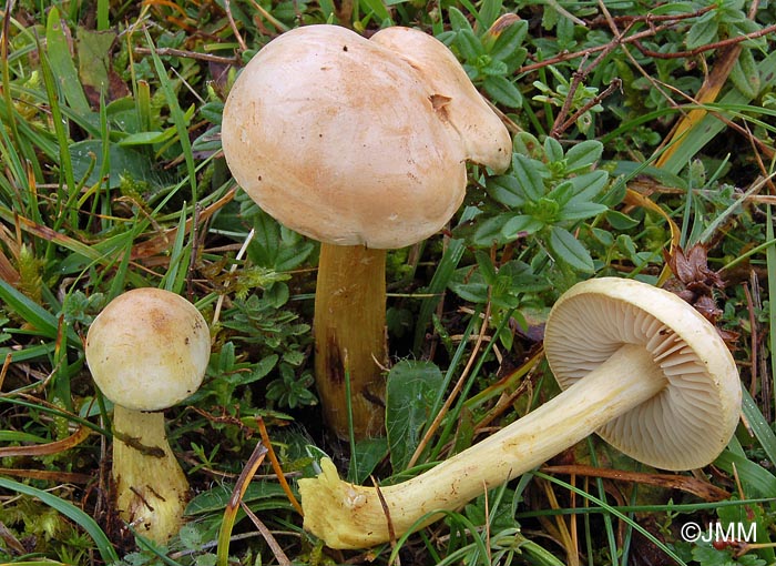 Tricholoma hemisulphureum