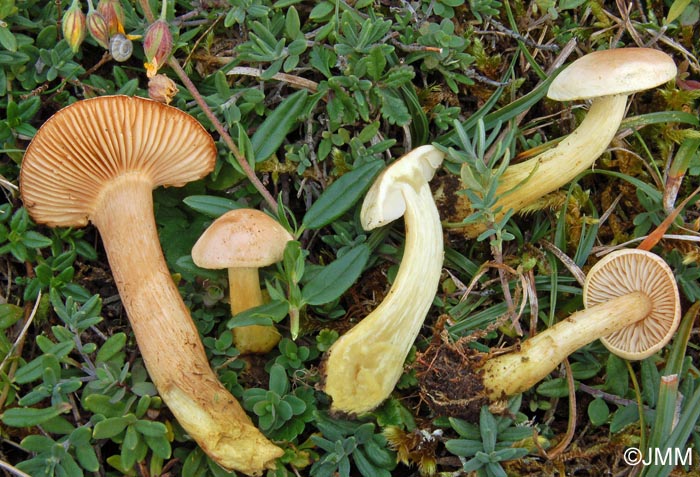 Tricholoma hemisulphureum