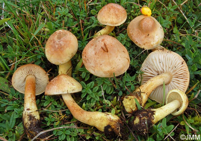 Tricholoma hemisulphureum