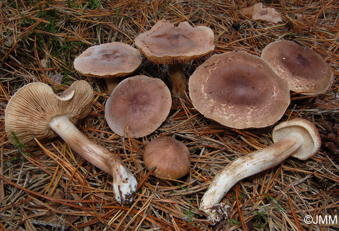 Tricholoma imbricatum