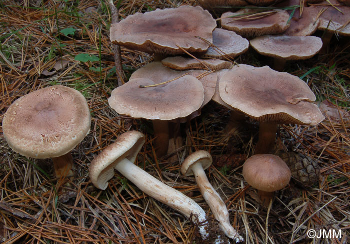 Tricholoma imbricatum