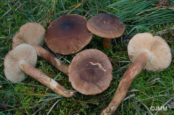 Tricholoma imbricatum