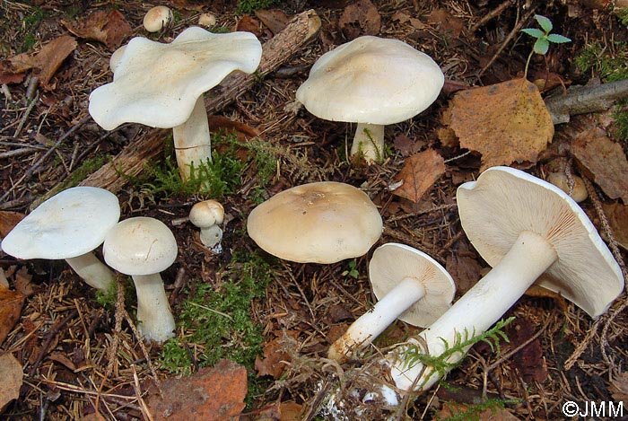 Tricholoma inamoenum