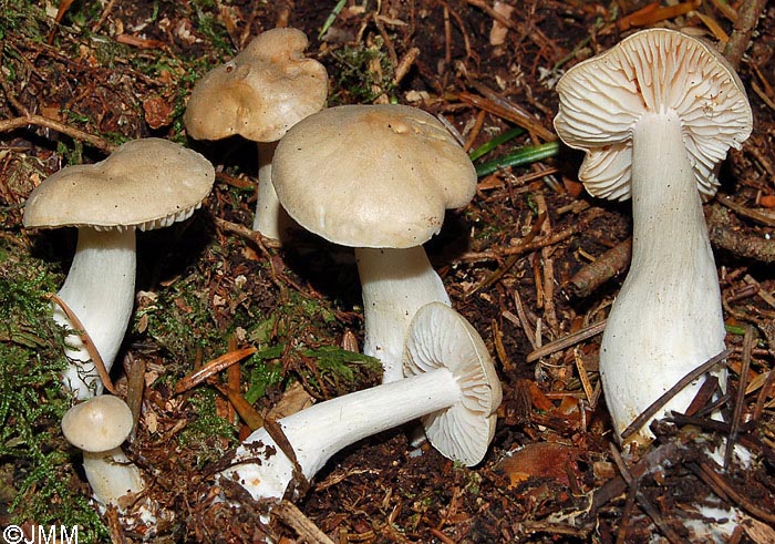 Tricholoma inamoenum