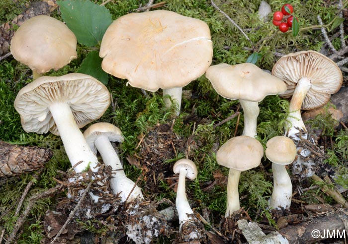 Tricholoma inamoenum