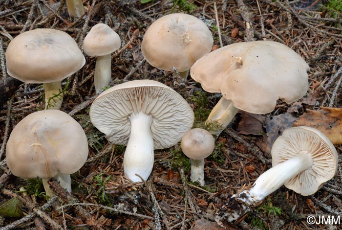 Tricholoma inamoenum