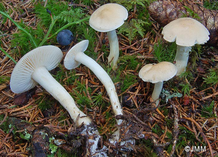 Tricholoma inamoenum