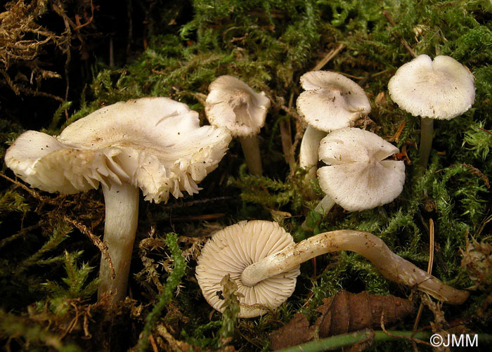 Tricholoma inocybeoides