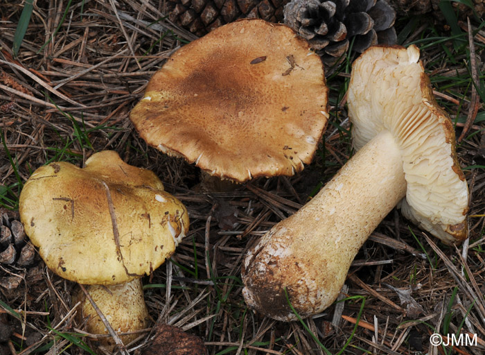 Tricholoma joachimii