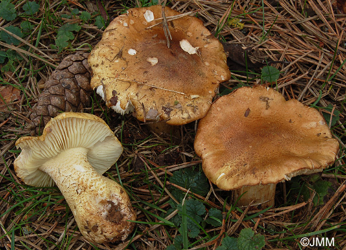 Tricholoma joachimii