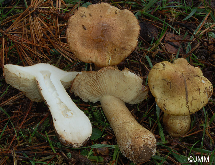 Tricholoma joachimii