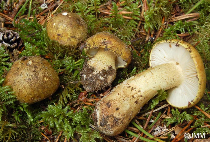 Tricholoma joachimii