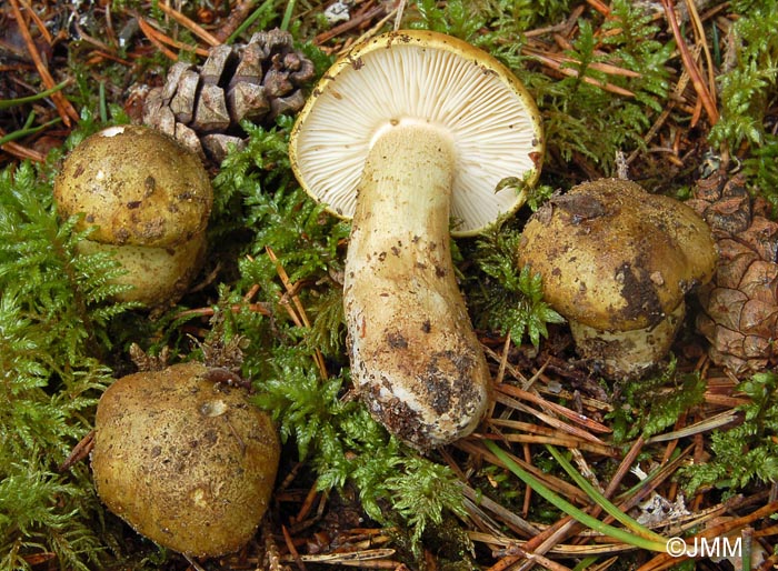 Tricholoma joachimii