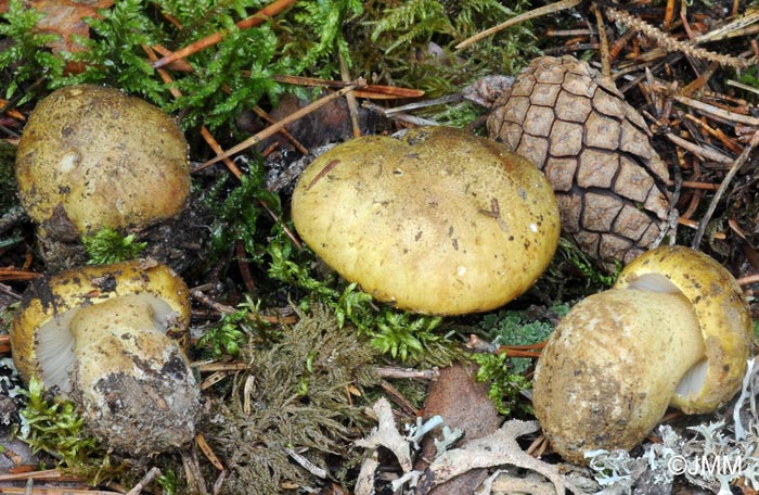 Tricholoma joachimii