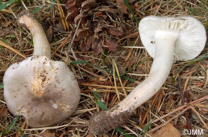 Tricholoma josserandii