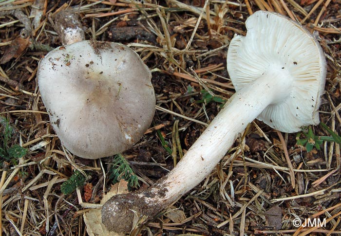 Tricholoma josserandii