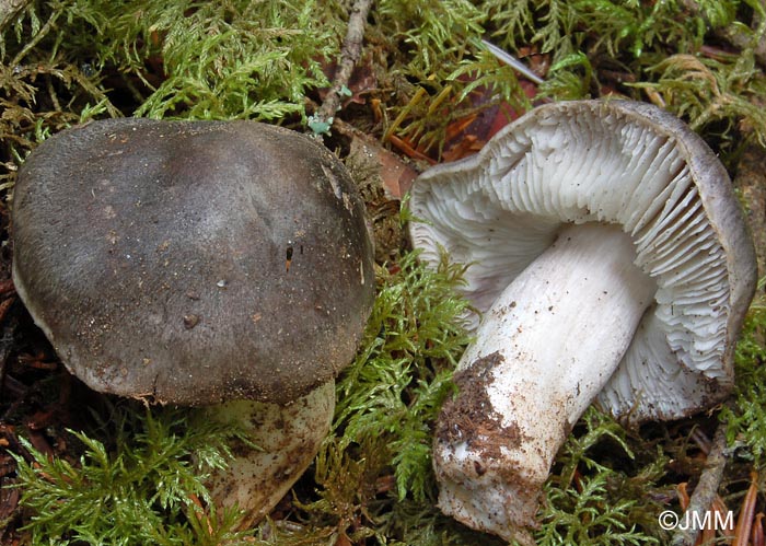 Tricholoma josserandii