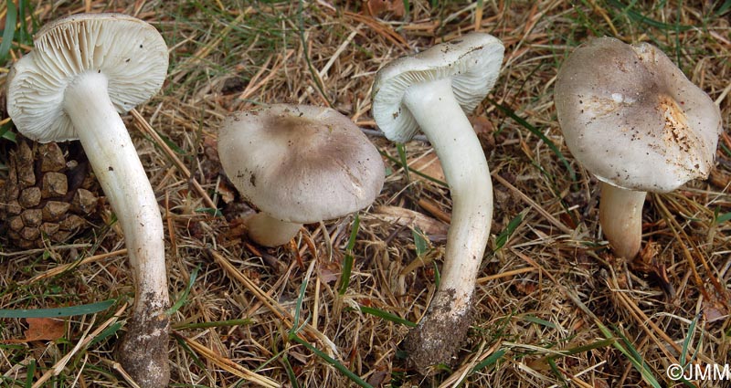 Tricholoma josserandii