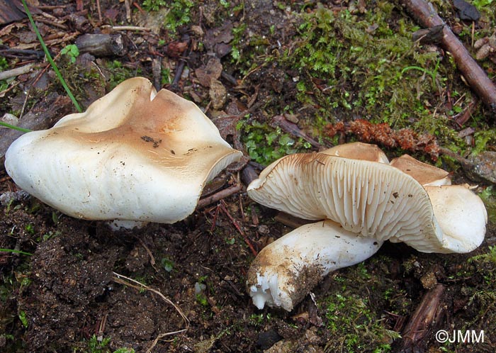 Tricholoma lascivum