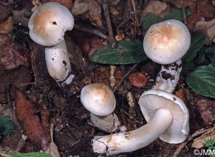 Tricholoma lascivum