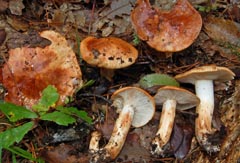 Tricholoma ligusticum