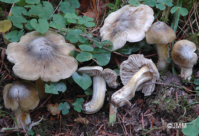 Tricholoma luridum