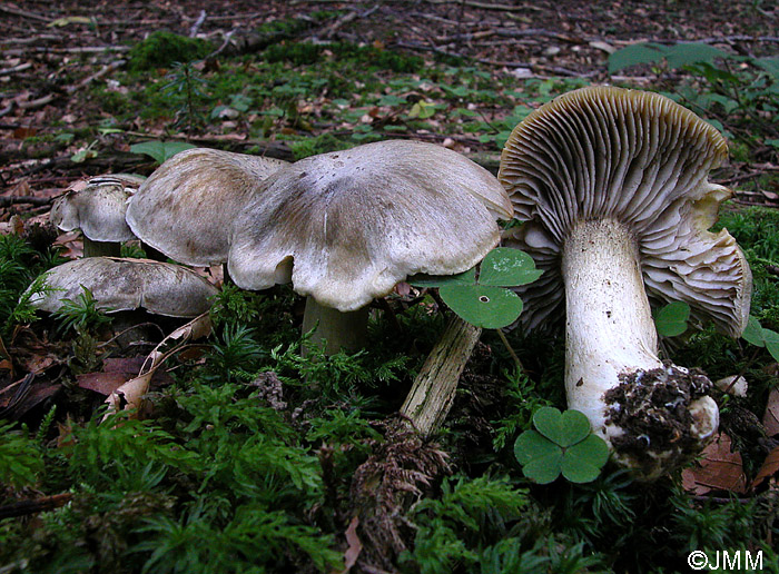 Tricholoma luridum