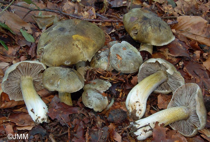 Tricholoma luridum