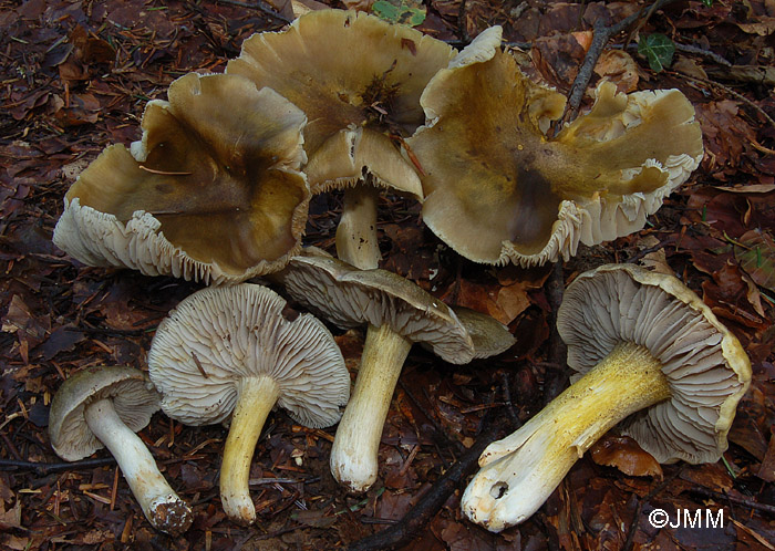 Tricholoma luridum