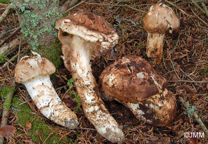 Tricholoma matsutake