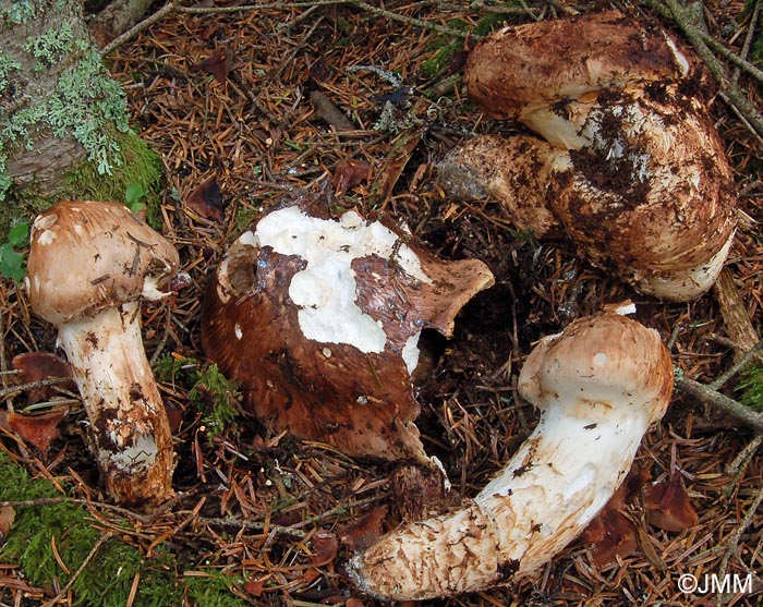 Tricholoma matsutake