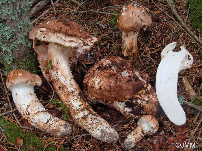 Tricholoma matsutake