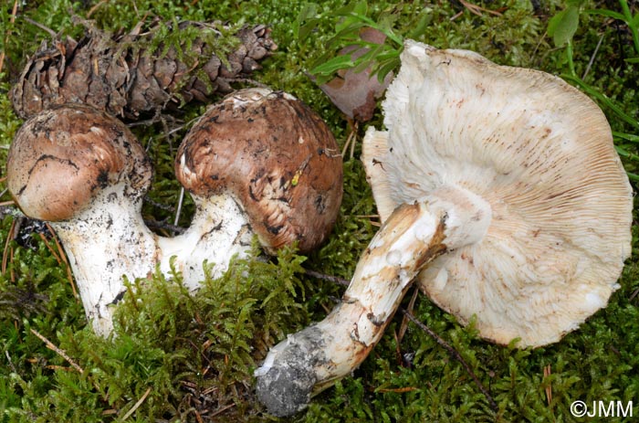 Tricholoma matsutake