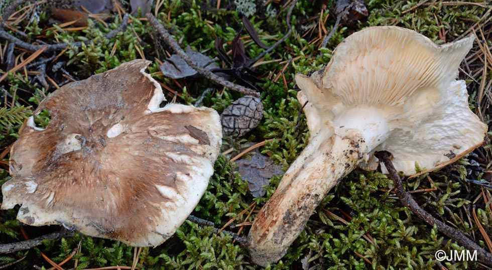 Tricholoma matsutake