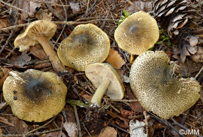 Tricholoma olivaceotinctum