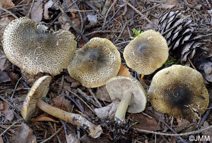 Tricholoma olivaceotinctum