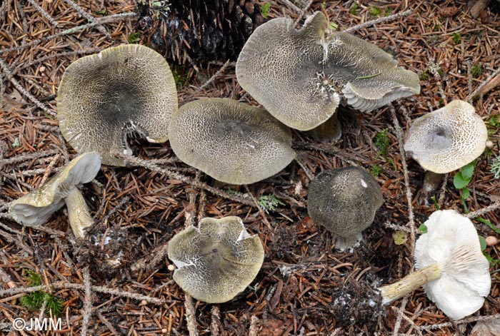 Tricholoma olivaceotinctum