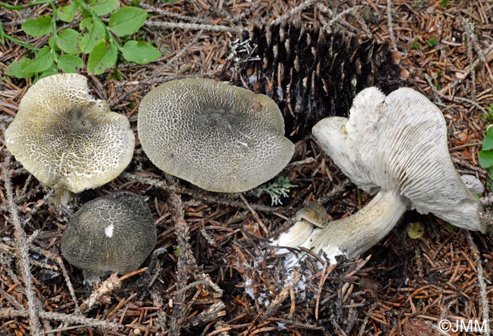 Tricholoma olivaceotinctum