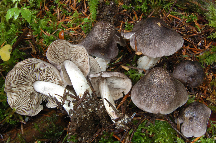 Tricholoma orirubens 