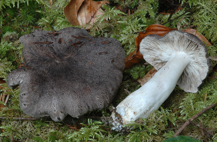 Tricholoma orirubens 