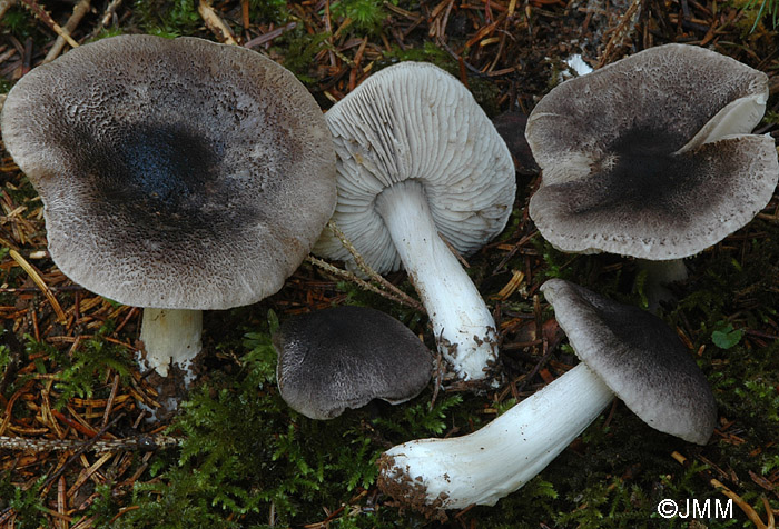 Tricholoma orirubens 