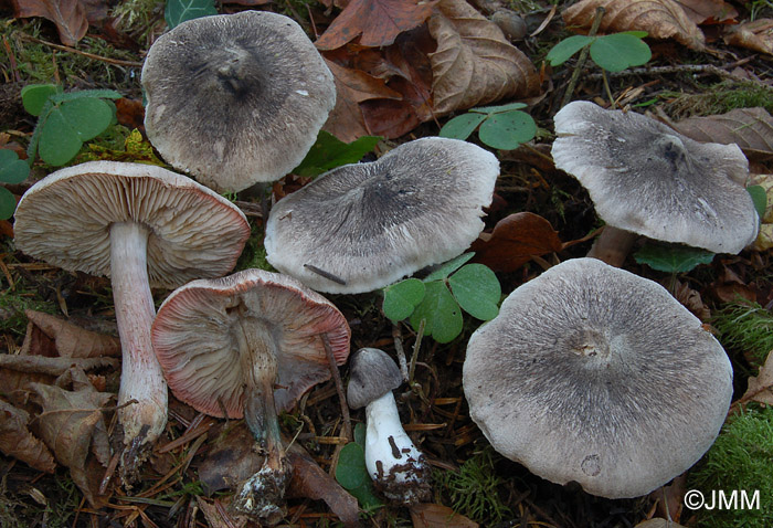 Tricholoma orirubens