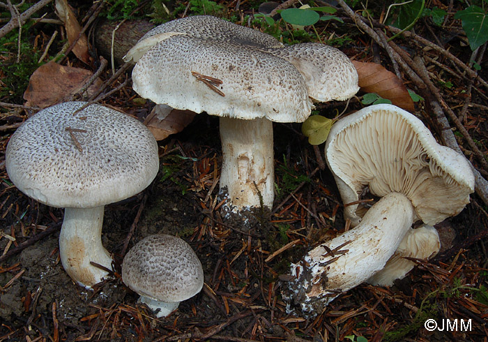 Tricholoma pardinum = Tricholoma tigrinum