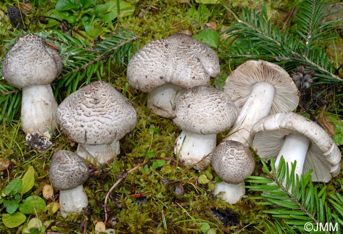 Tricholoma pardinum = Tricholoma tigrinum