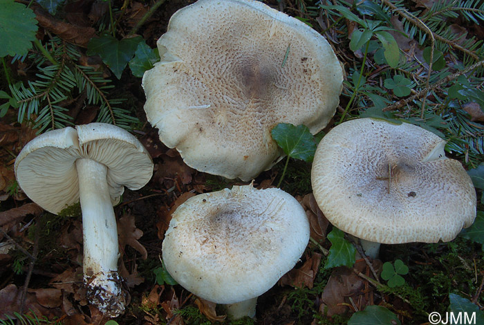 Tricholoma pardinum = Tricholoma tigrinum